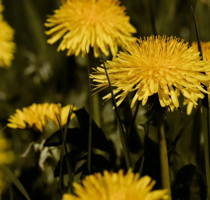 Dandelion Root
