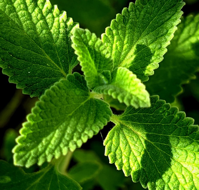 Lemon Balm