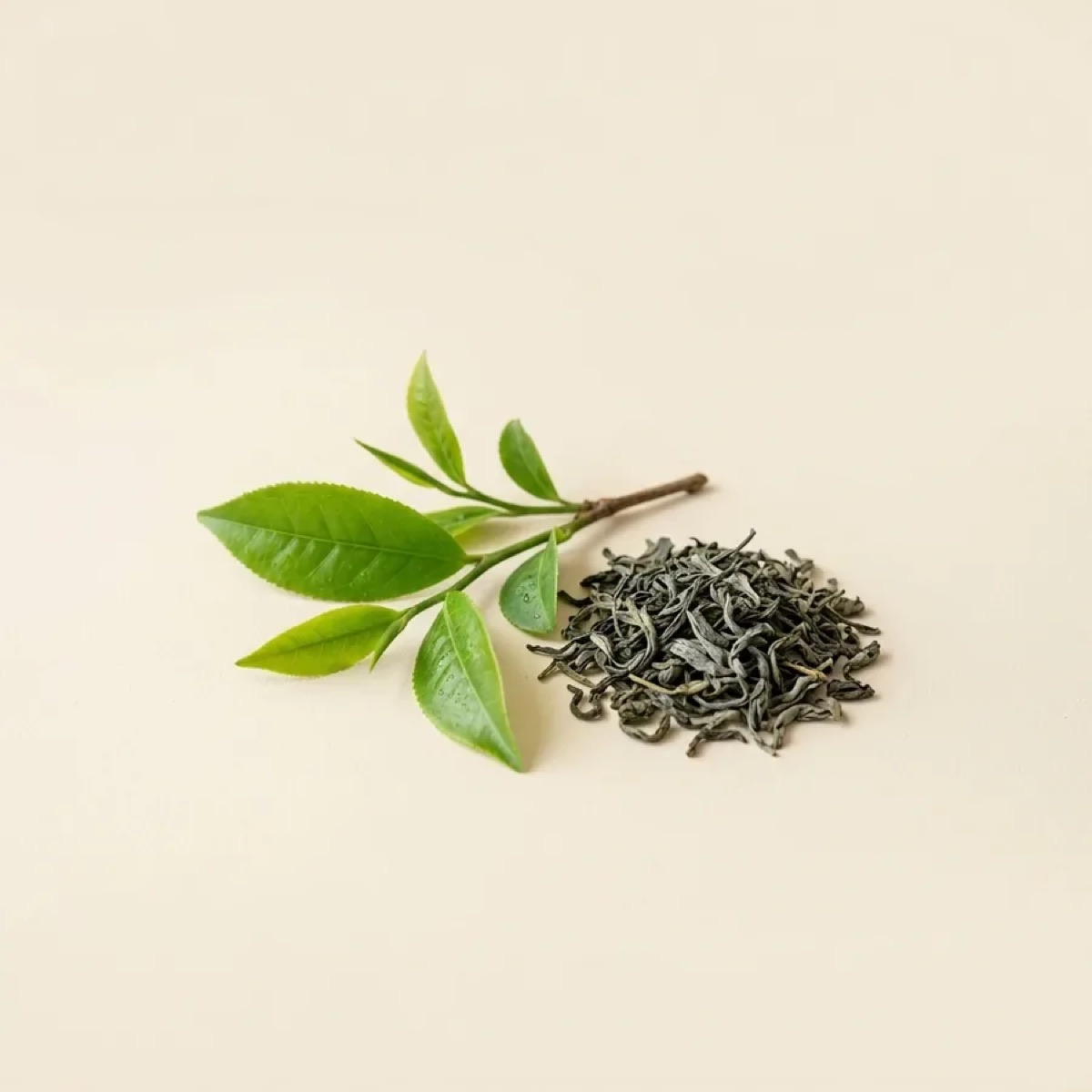 Green Tea Extract