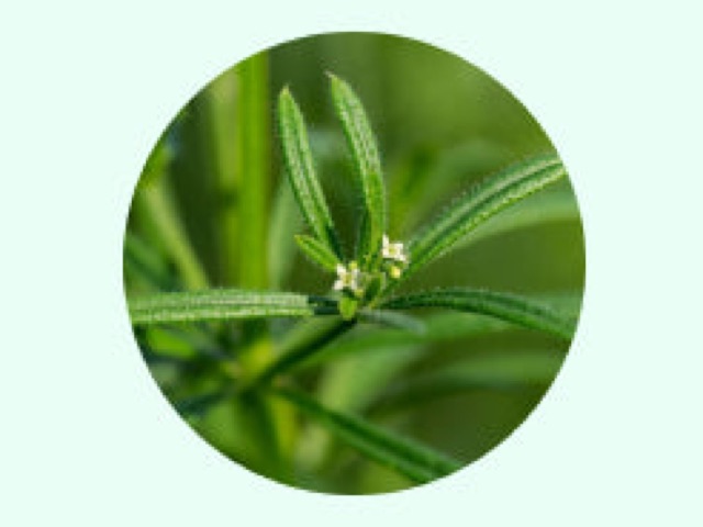 Cleavers Aerial Parts