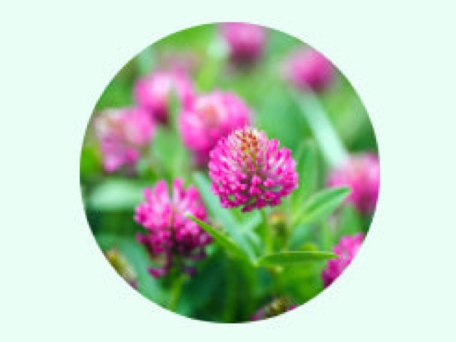 Red Clover Blossom