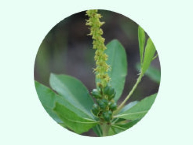 Stillingia Root